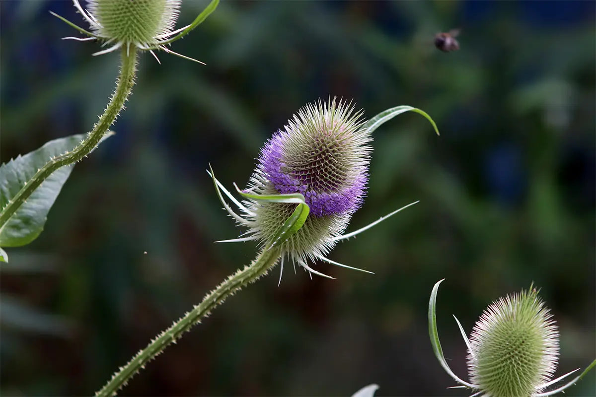 Teasel Root Benefits: A Comprehensive Solution for Your Health -  Secrets Of The Tribe 