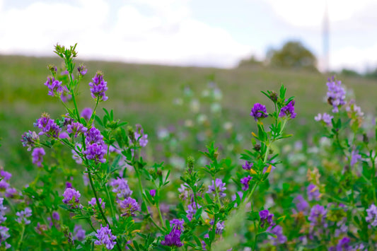 The-Power-of-Nature-Benefits-of-Alfalfa Secrets Of The Tribe 