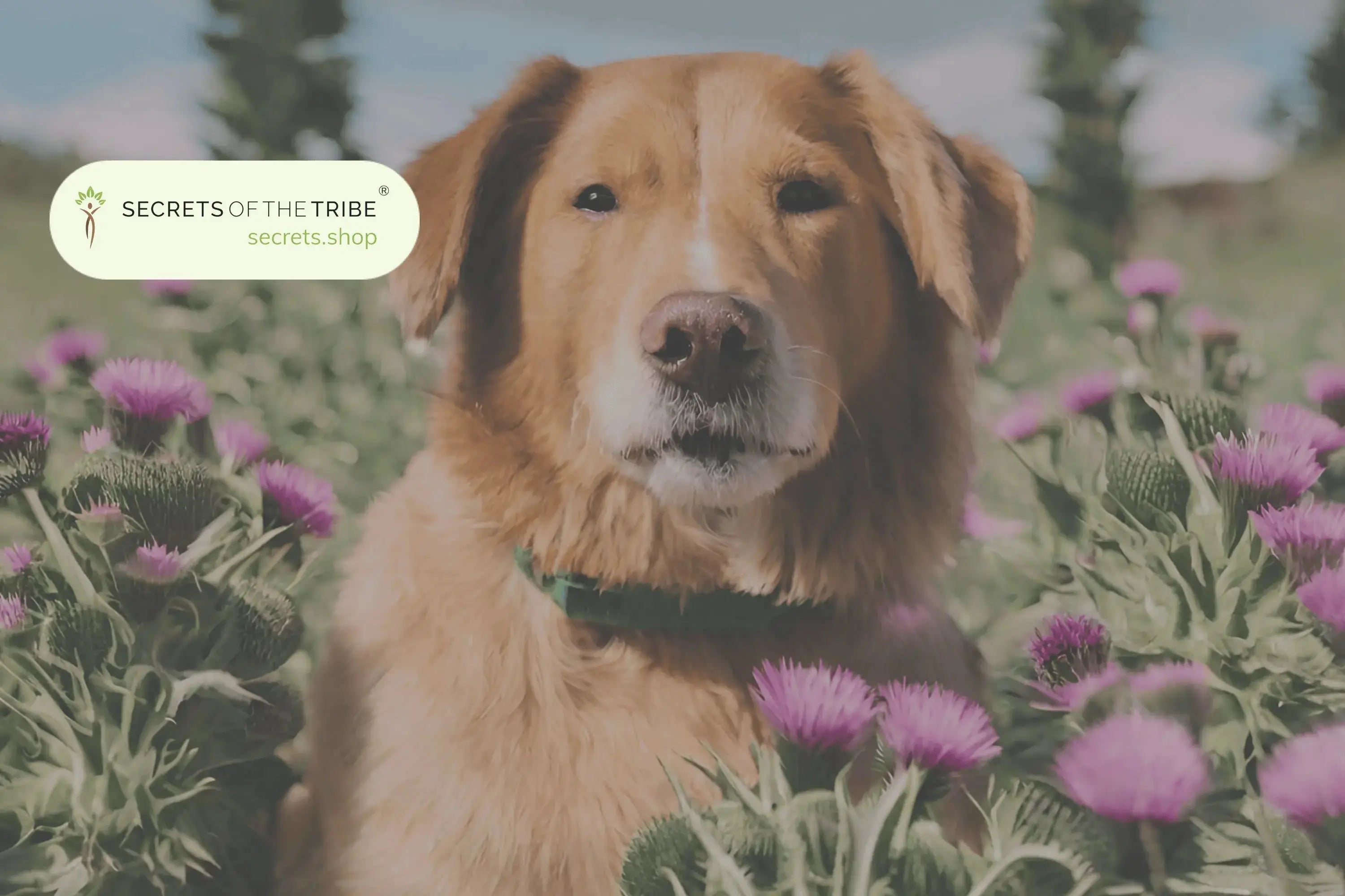 Top 5 Benefits of Milk Thistle for Dogs Secrets Of The Tribe 