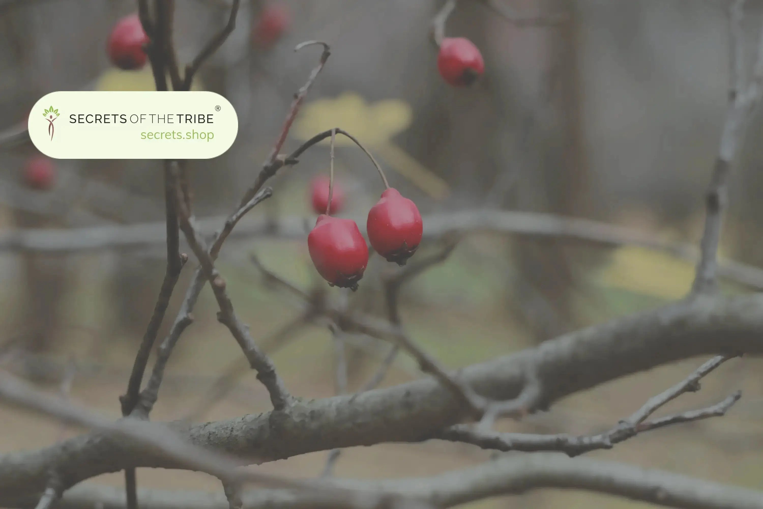 Top 5 Herbs for Heart Health -  Secrets Of The Tribe 