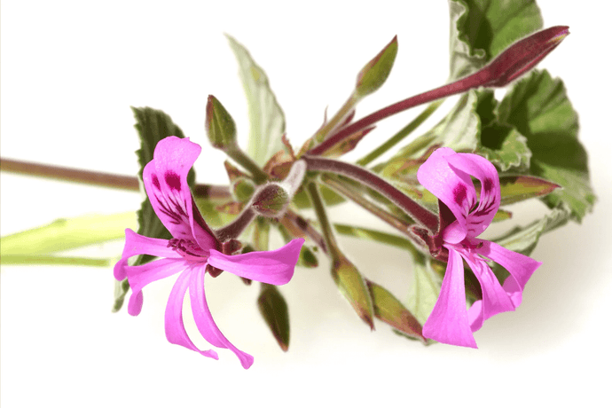 Learn the Herbs: Umckaloabo benefits