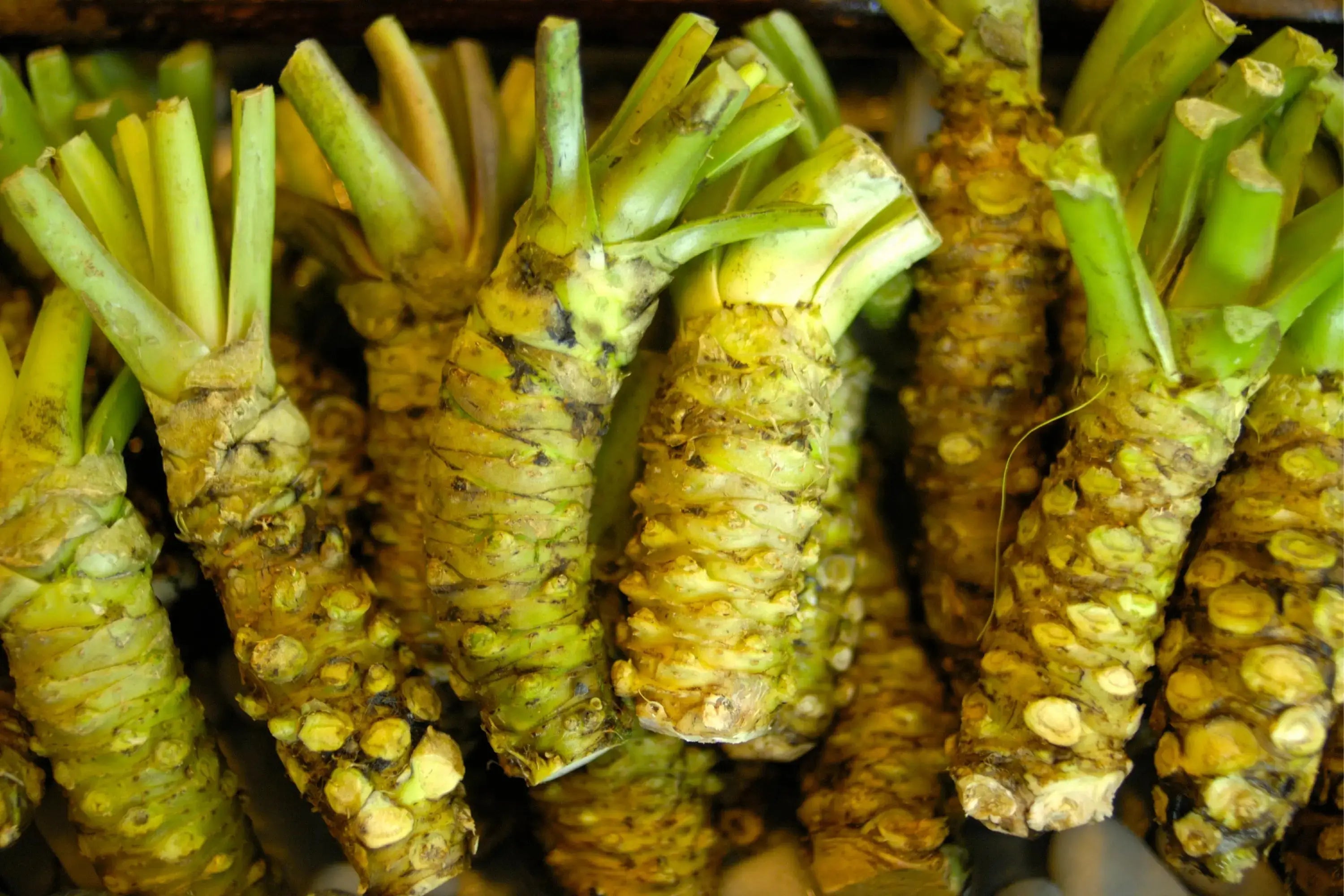 Wasabi for Memory Support: A Closer Look at a Familiar Sushi Staple Secrets Of The Tribe 