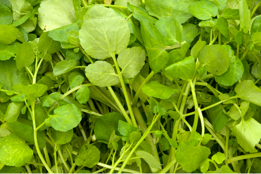 Watercress Health Benefits