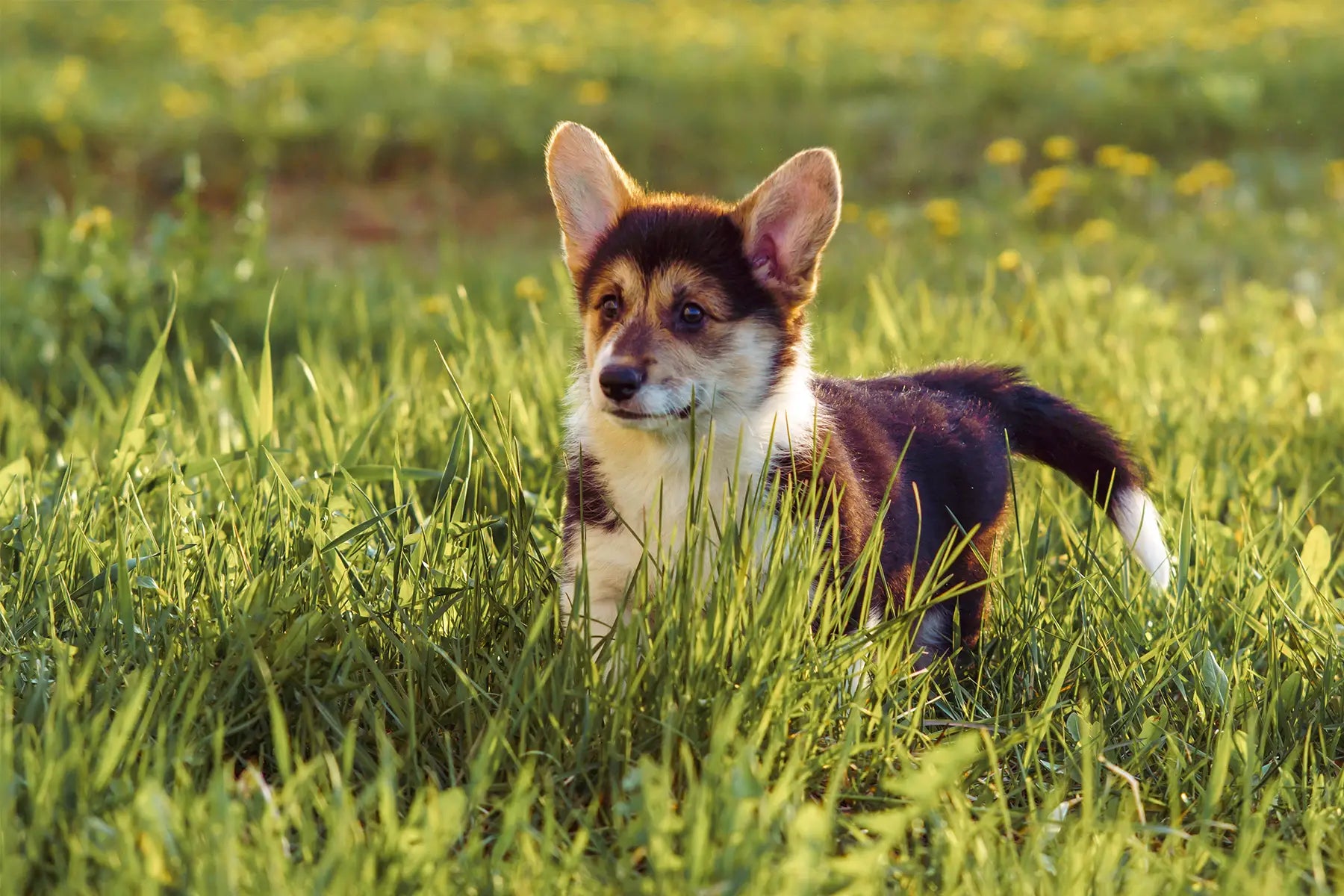 What Herbs Can Dogs Eat? A Complete Guide to Dog-Friendly Herbs Secrets Of The Tribe 