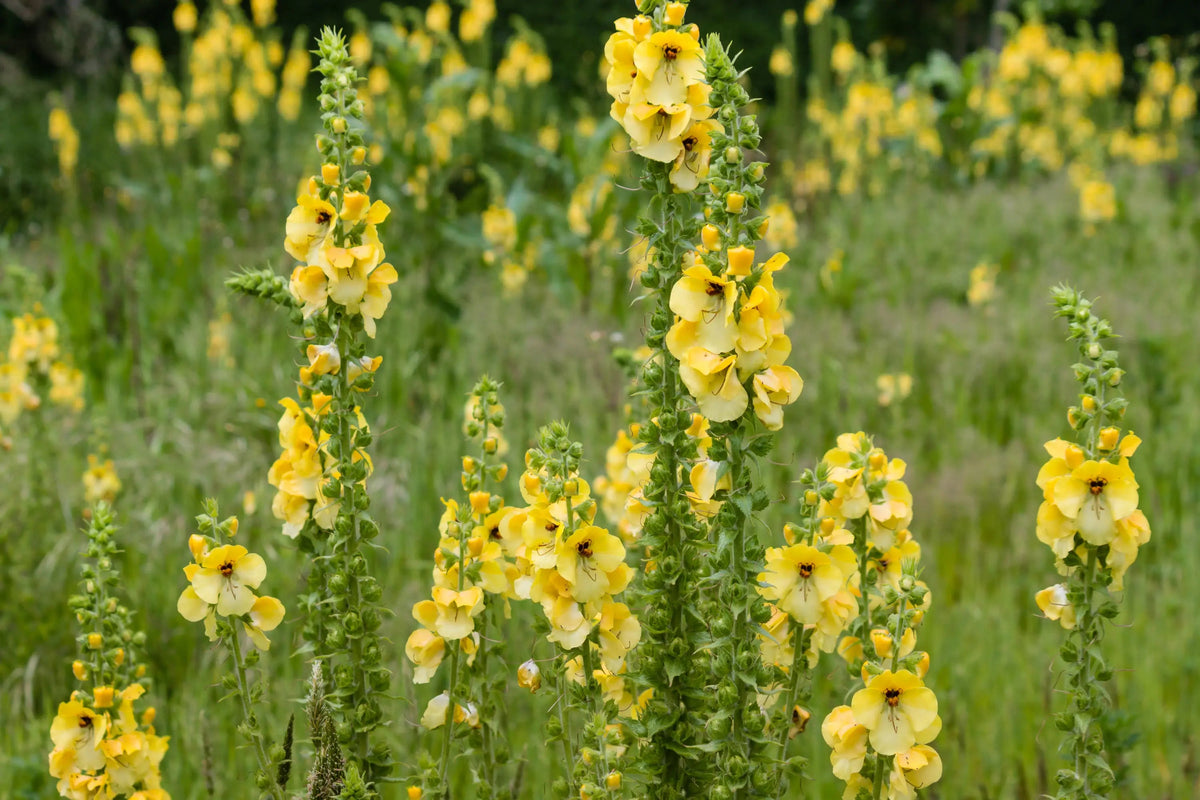 What Is Mullein Good For - Herbal Daily Support – Secrets Of The Tribe