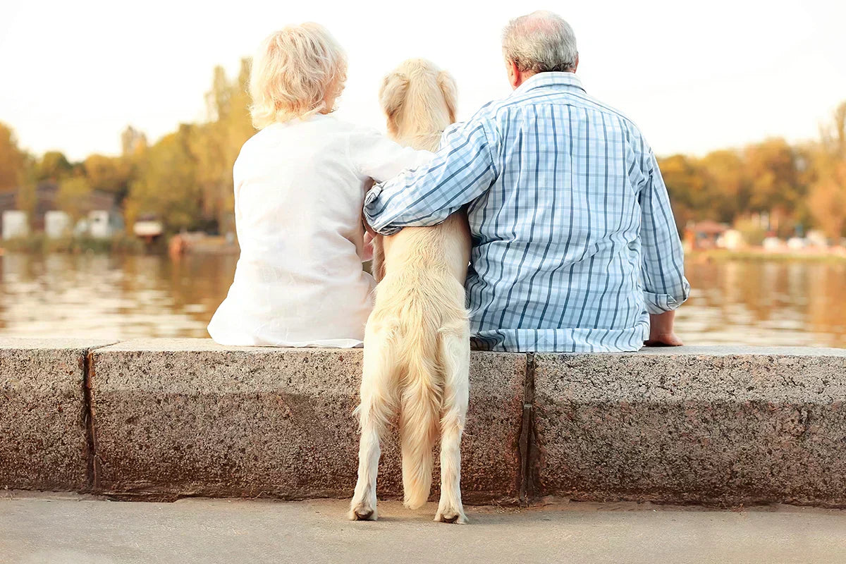 When Old Friend Needs Support: Natural Supplements for Aging Dogs