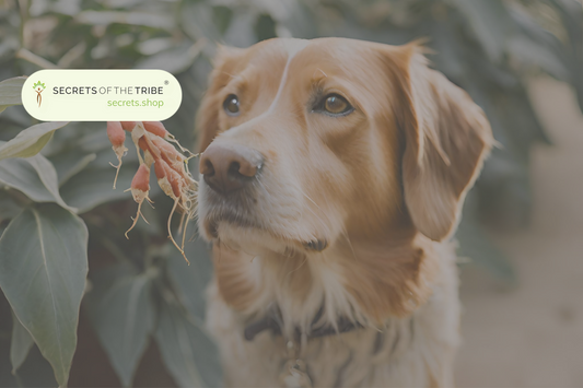 Ashwagandha For Dogs