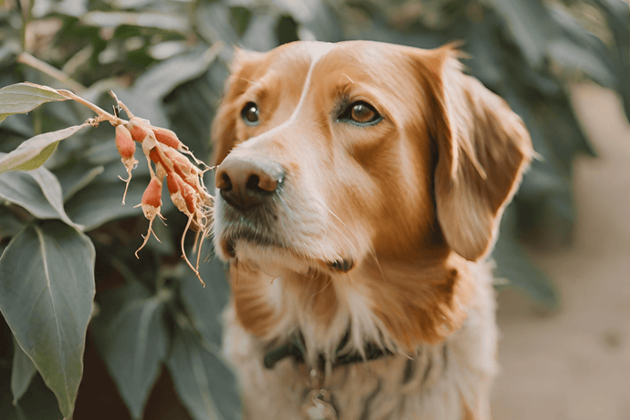 Natural Wellness: Ashwagandha For Dogs Benefits