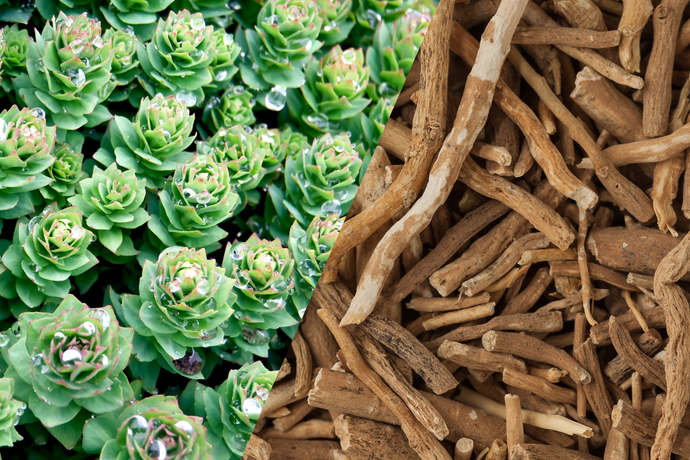 Ashwagandha vs Rhodiola: What’s The Difference & Which Is Right for You?