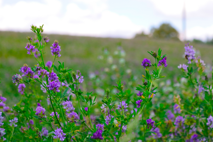 The Power of Nature: Benefits of Alfalfa