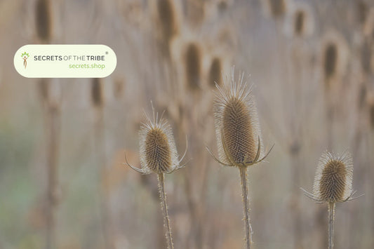 Teasel Root Benefits