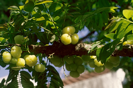 5 Promising Benefits of Amla