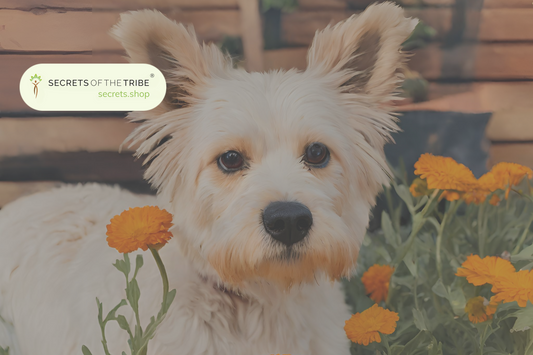 Calendula Tincture for Dogs