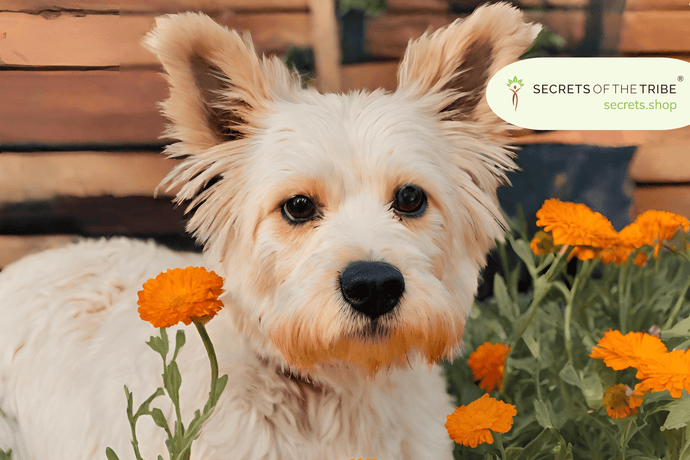 Calendula Tincture for Dogs: Natural Healing for Your Pet