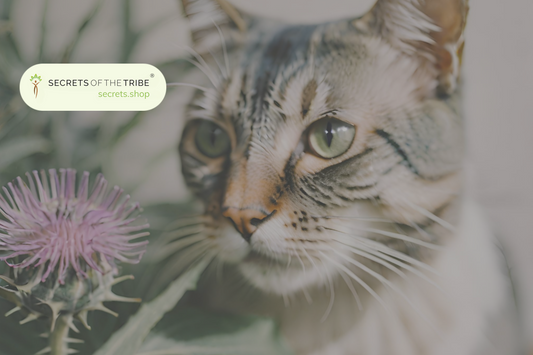 Milk Thistle for Cats: 4 Benefits for Liver Health and Wellbeing