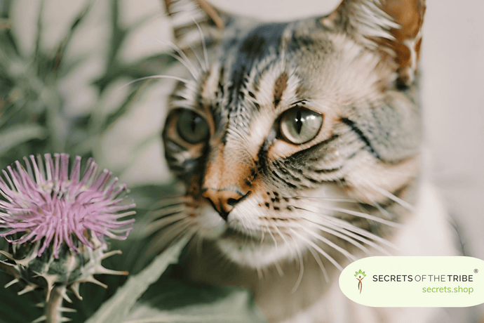 Milk Thistle for Cats: 4 Benefits for Liver Health and Wellbeing