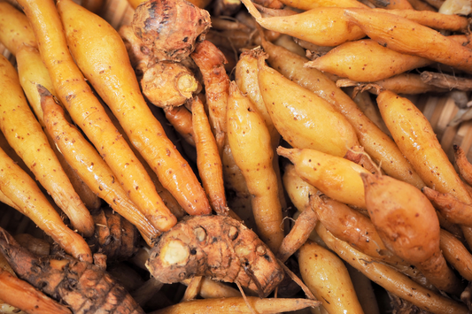 Explore the Fingerroot and Fingerroot Benefits