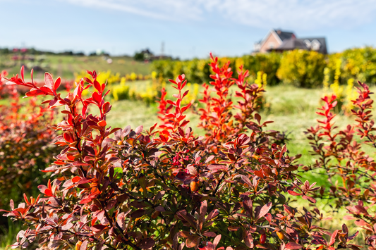 Supercharge Your Well-being: Discover the Surprising Health Benefits of Berberine