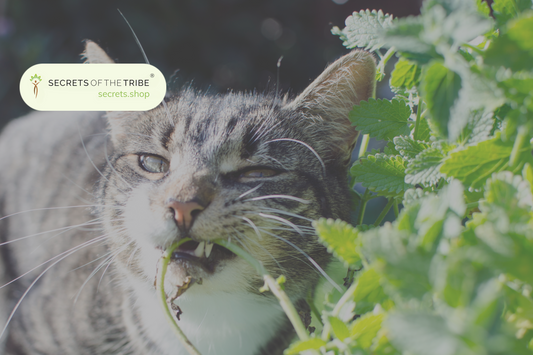 Feline Aid: The Top Herbs Safe for Cats