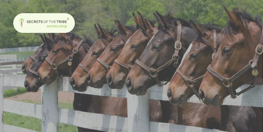 Herbs for Horses