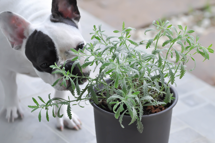 Holistic Help for Hounds: What Herbs Are Good for Dogs' Health?