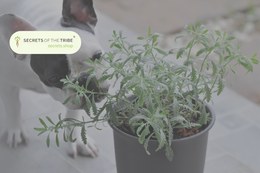 What Herbs Are Good for Dogs