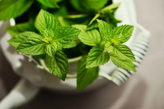Freshly Minted: Using Peppermint to Settle Your Stomach