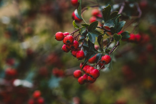 Learn the Herbs: Hawthorn