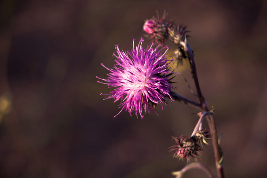 Learn the Herbs: Milk Thistle