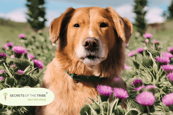 Top 5 Benefits of Milk Thistle for Dogs