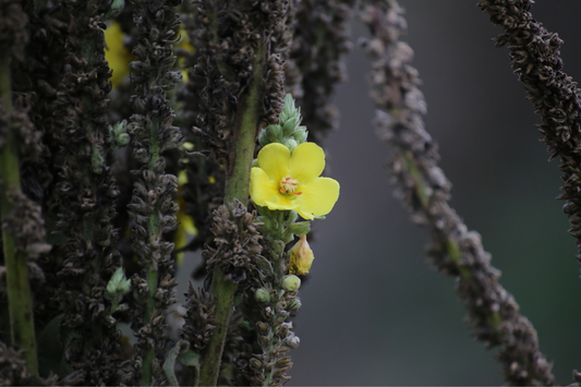 Mullein Leaf for Lungs: A Natural Remedy for Respiratory Issues