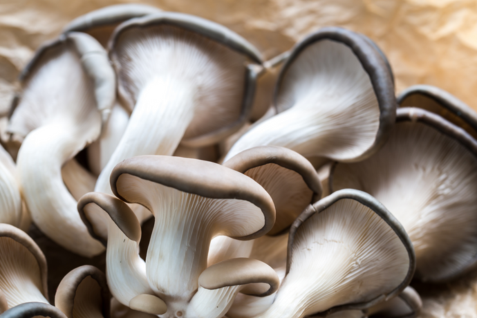 Microbiome Magic: What is the Best Mushroom For Gut Health?