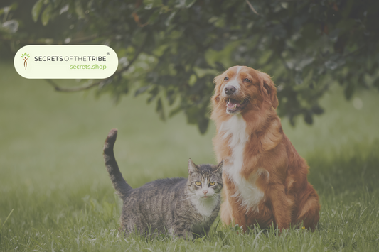 Nurturing Your Pet’s Wellbeing with Our Herbal Care