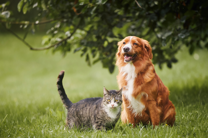 Nurturing Your Pet’s Wellbeing with Our Herbal Care