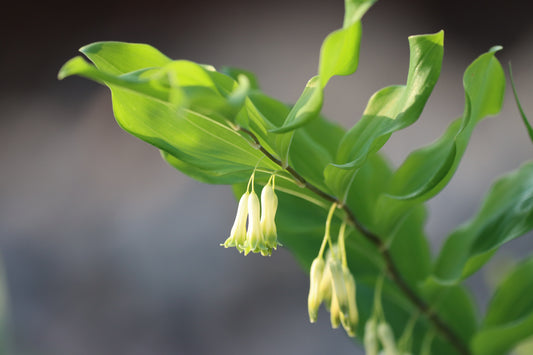 Learn the Herbs: Solomon’s seal