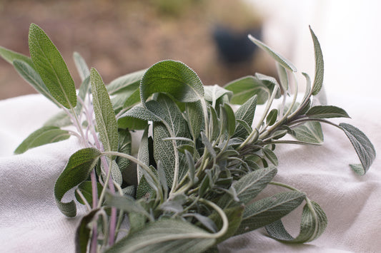 Learn the Herbs: Sage