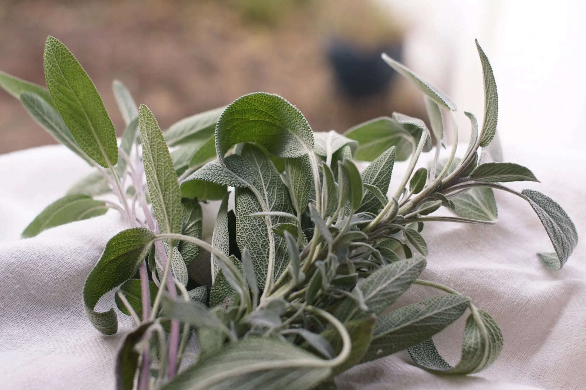Learn the Herbs: Sage - Secrets Of The Tribe Learn the Herbs: Sage