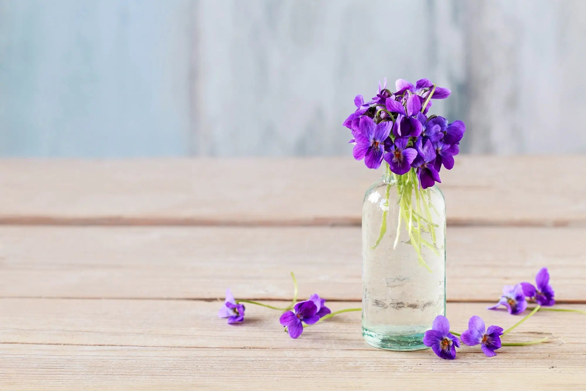 Learn the Herbs: Violet - Secrets Of The Tribe Learn the Herbs: Violet