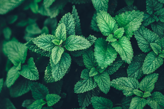 Learn the Herbs: Lemon Balm