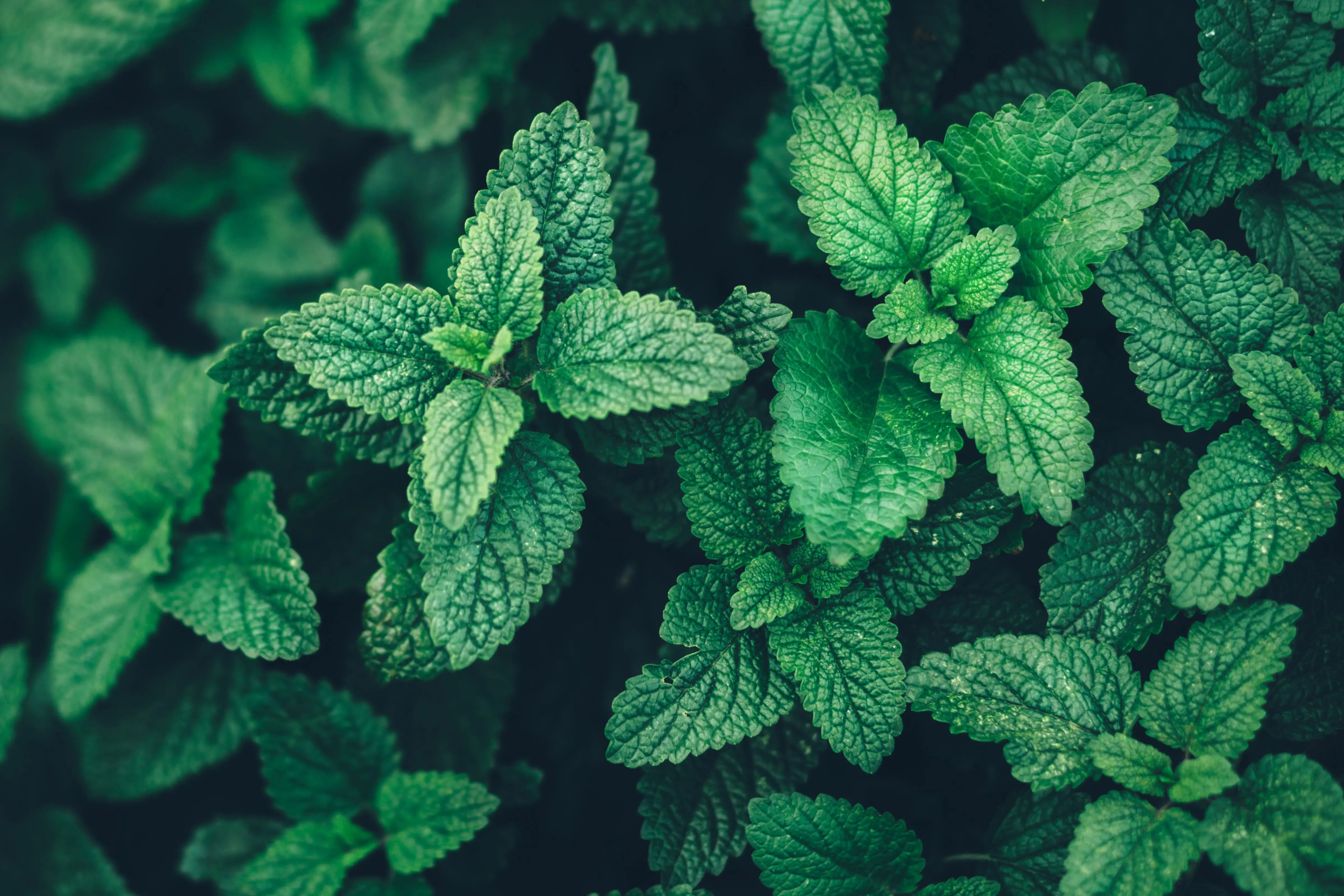 Learn the Herbs: Lemon Balm - Secrets Of The Tribe  Learn the Herbs: Lemon Balm