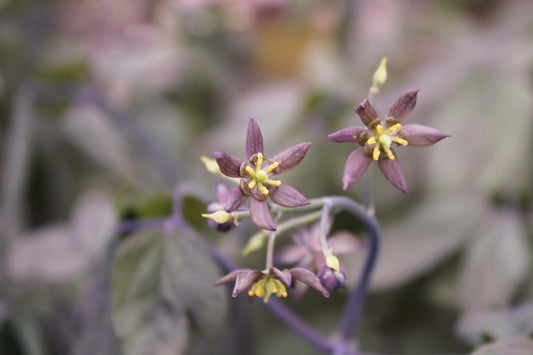 Learn the herbs: Blue Cohosh