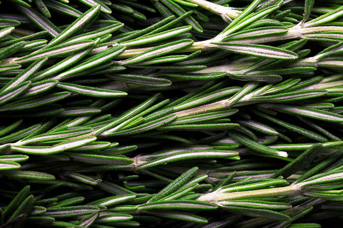Learn the Herbs: Rosemary