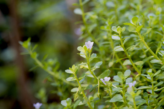 Learn the Herbs: Brahmi