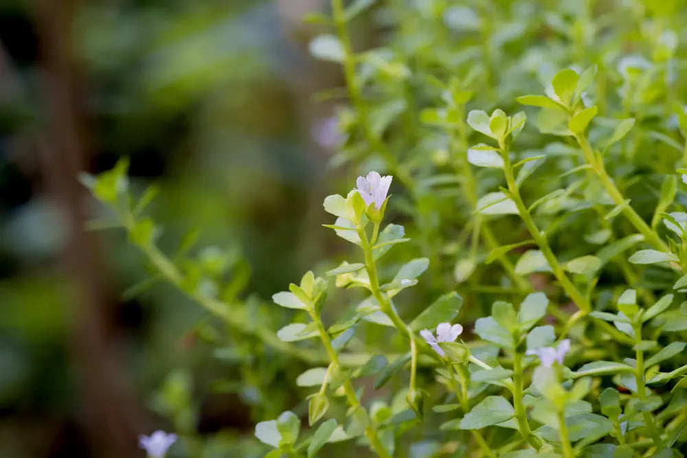 Learn-the-Herbs-Brahmi Secrets Of The Tribe