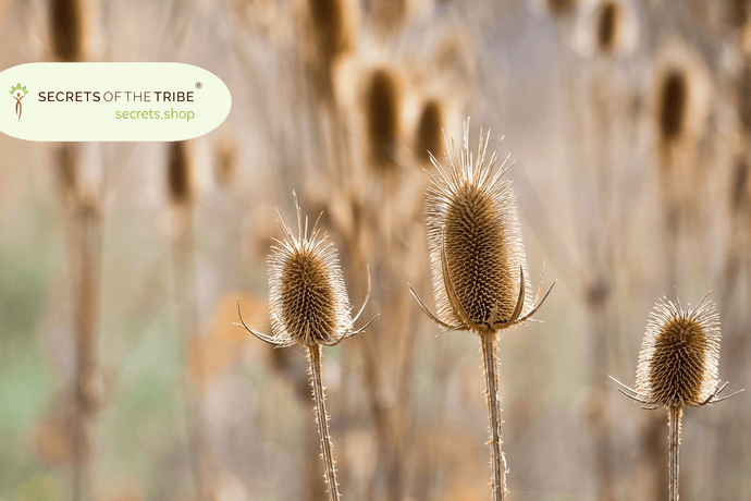 Teasel Root Benefits: A Comprehensive Solution for Your Health