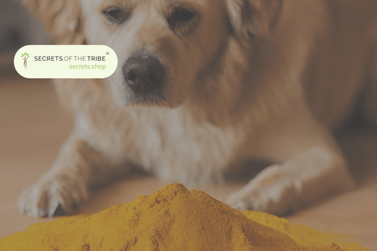 turmeric for dogs