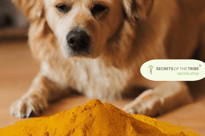 Surprising Benefits of Turmeric for Dogs