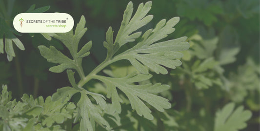 Wormwood Health Benefits