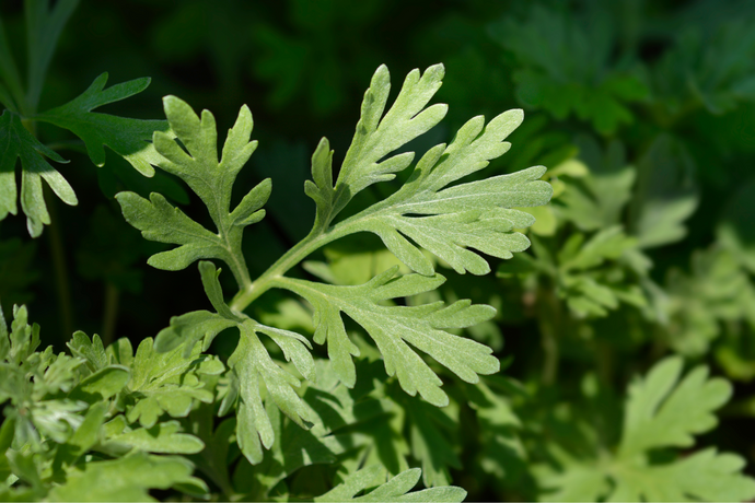 Wormwood Health Benefits: All You Need to Know About Artemisia Absinthium