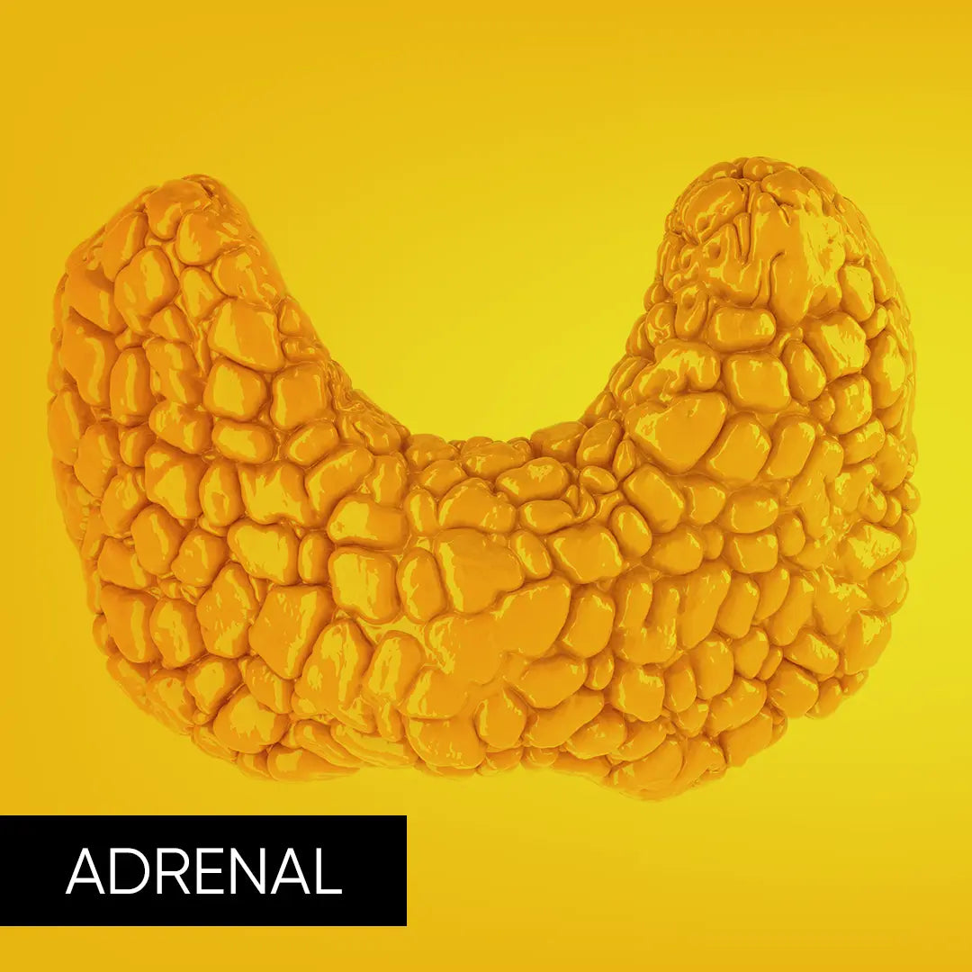 Herbal supplements for natural adrenal glands health support